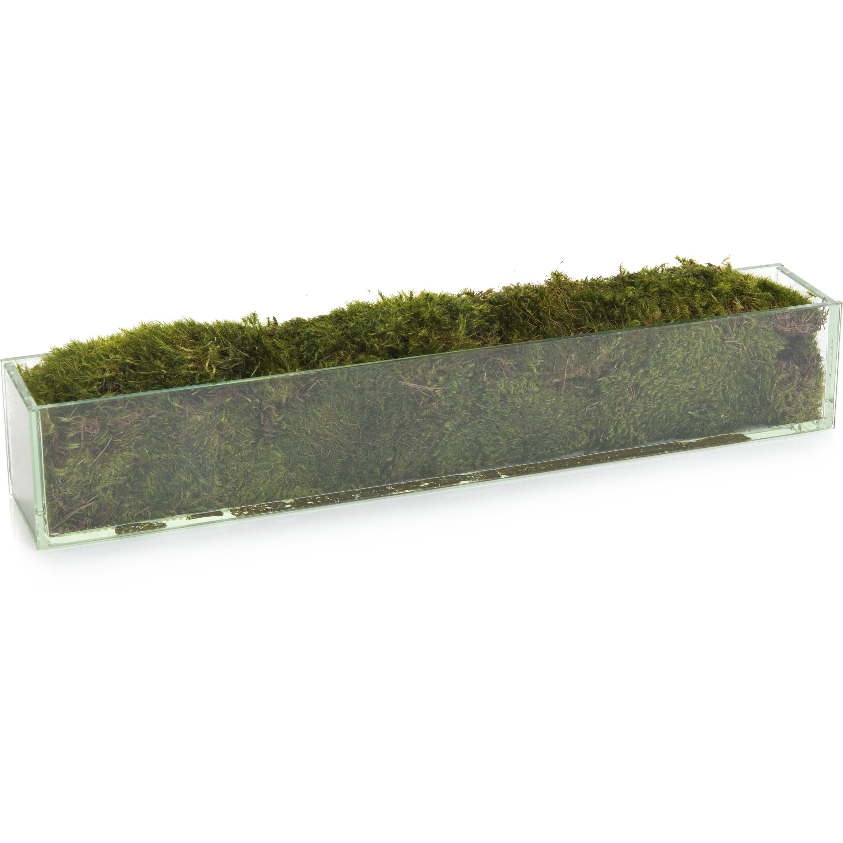 Moss Decorative Plant
